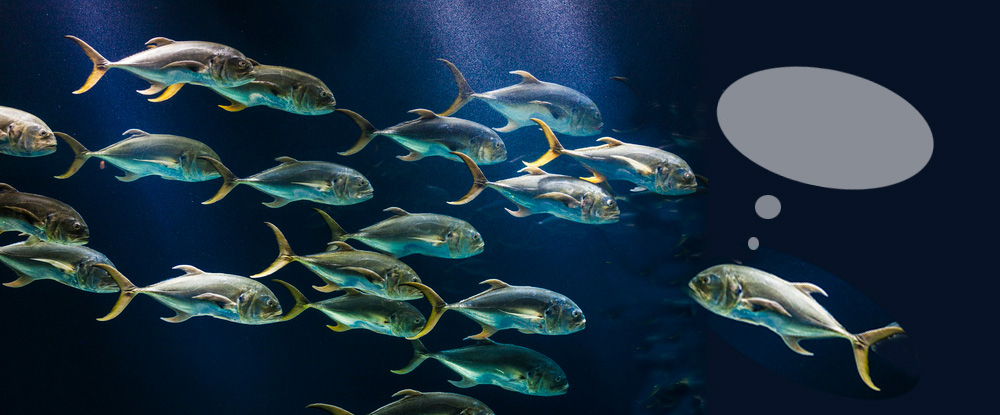 School of Fish Talking